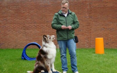 Adiestramiento canino avanzado: técnicas profesionales para lograr obediencia en perros