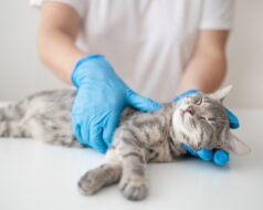 Descubre la maestría en anestesia veterinaria y sus beneficios