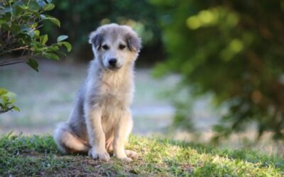 Cómo evitar que tu perro ladre por todo: guía práctica y directa