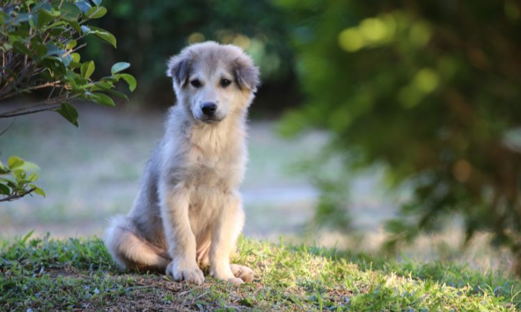 Descubre cómo evitar que mi perro ladre por todo