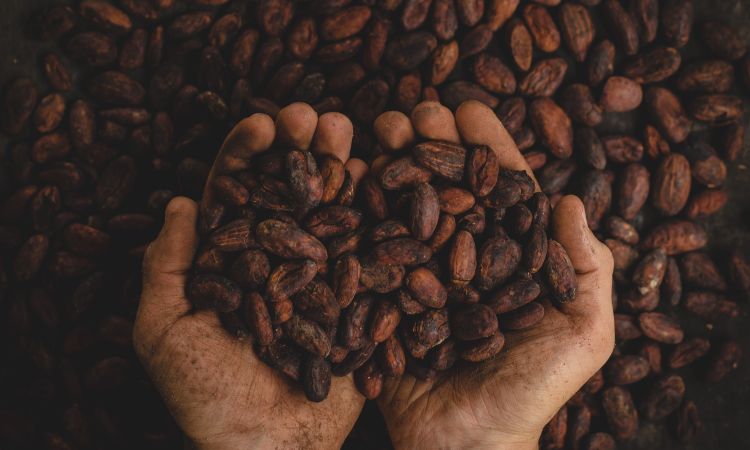 Descubre por qué se celebra el día mundial del cacao