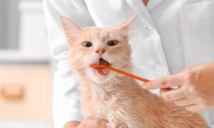 Descubre las funciones de un auxiliar veterinario