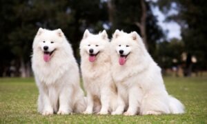 Conoce el lenguaje corporal de los perros y su comportamiento