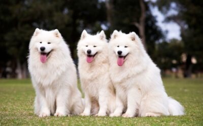 Lenguaje corporal de los perros: la clave para entender lo que realmente quieren decirnos