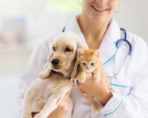 Estudiar la maestría en auxiliar veterinario