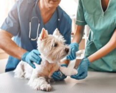 Estudiar la maestría en urgencias veterinarias