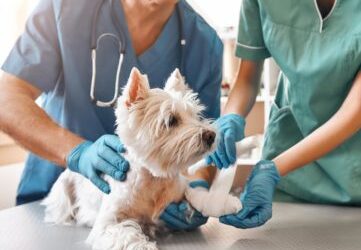 Estudiar la maestría en urgencias veterinarias