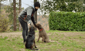 por qué estudiar etologia canina