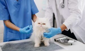 Descubre la importancia de la sanidad animal