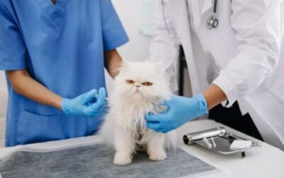 Sanidad animal: por qué importa y cómo formarte para cuidarla profesionalmente