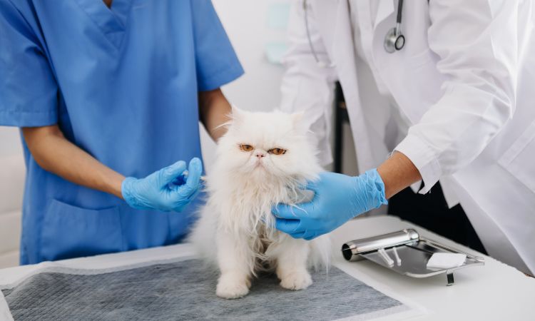 Sanidad animal: por qué importa y cómo formarte para cuidarla profesionalmente