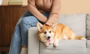 Conoce las señales de estrés en perros