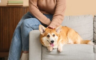 Señales de estrés en perros: cómo identificarlas y qué hacer para ayudar a tu mascota