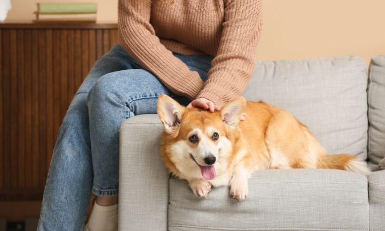 Conoce las señales de estrés en perros
