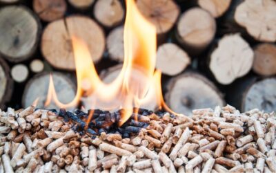 ¿Qué es la biomasa? Tipos, origen y su papel en la energía sostenible