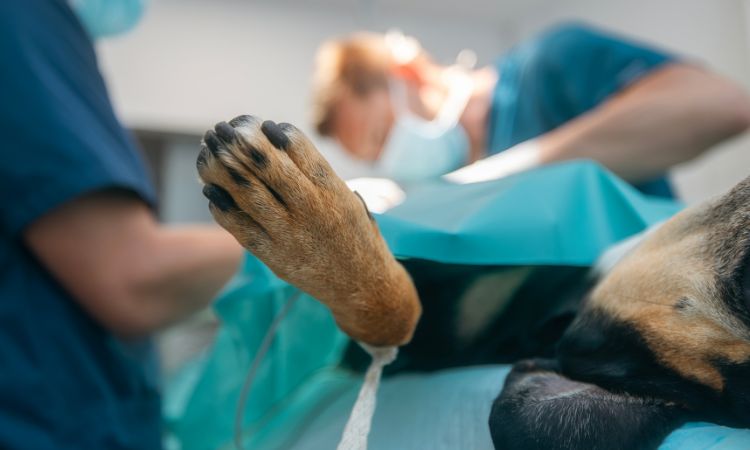 Conoce las urgencias veterinarias y cómo actuar ante ellas